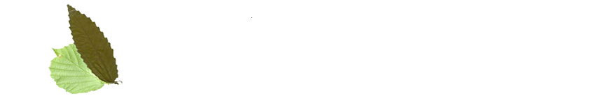 Ir a la web El QUesar de Gamoneo