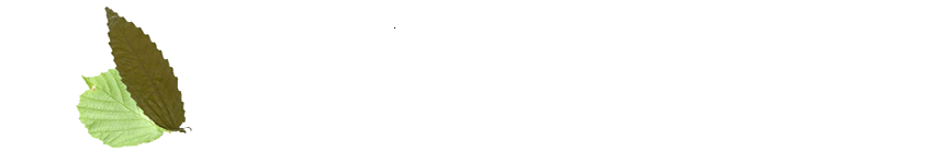 Ir a la web El QUesar de Gamoneo