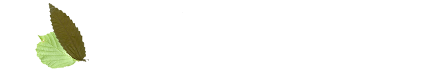 Ir a la web El QUesar de Gamoneo