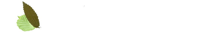 Ir a la web El QUesar de Gamoneo